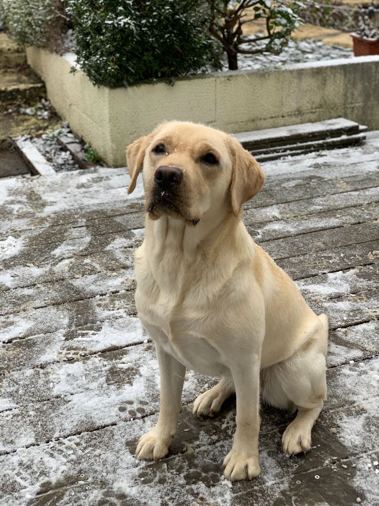 Pixie De La Vallée Du Goldor